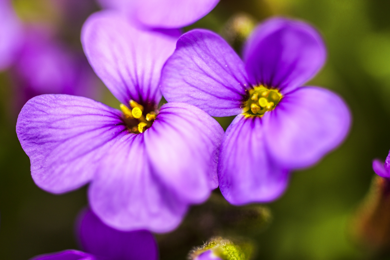 Mauerblümchen