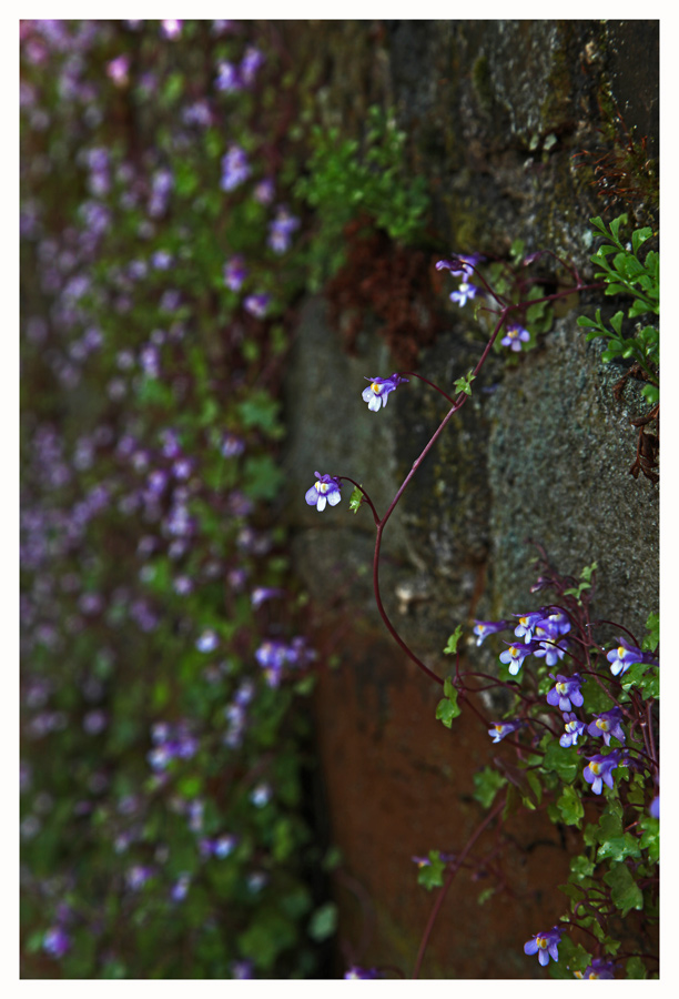 Mauerblümchen