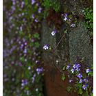 Mauerblümchen