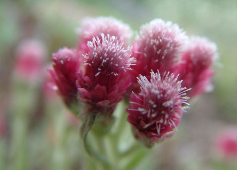 MAUERBLÜMCHEN