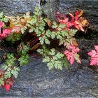 Mauerblümchen