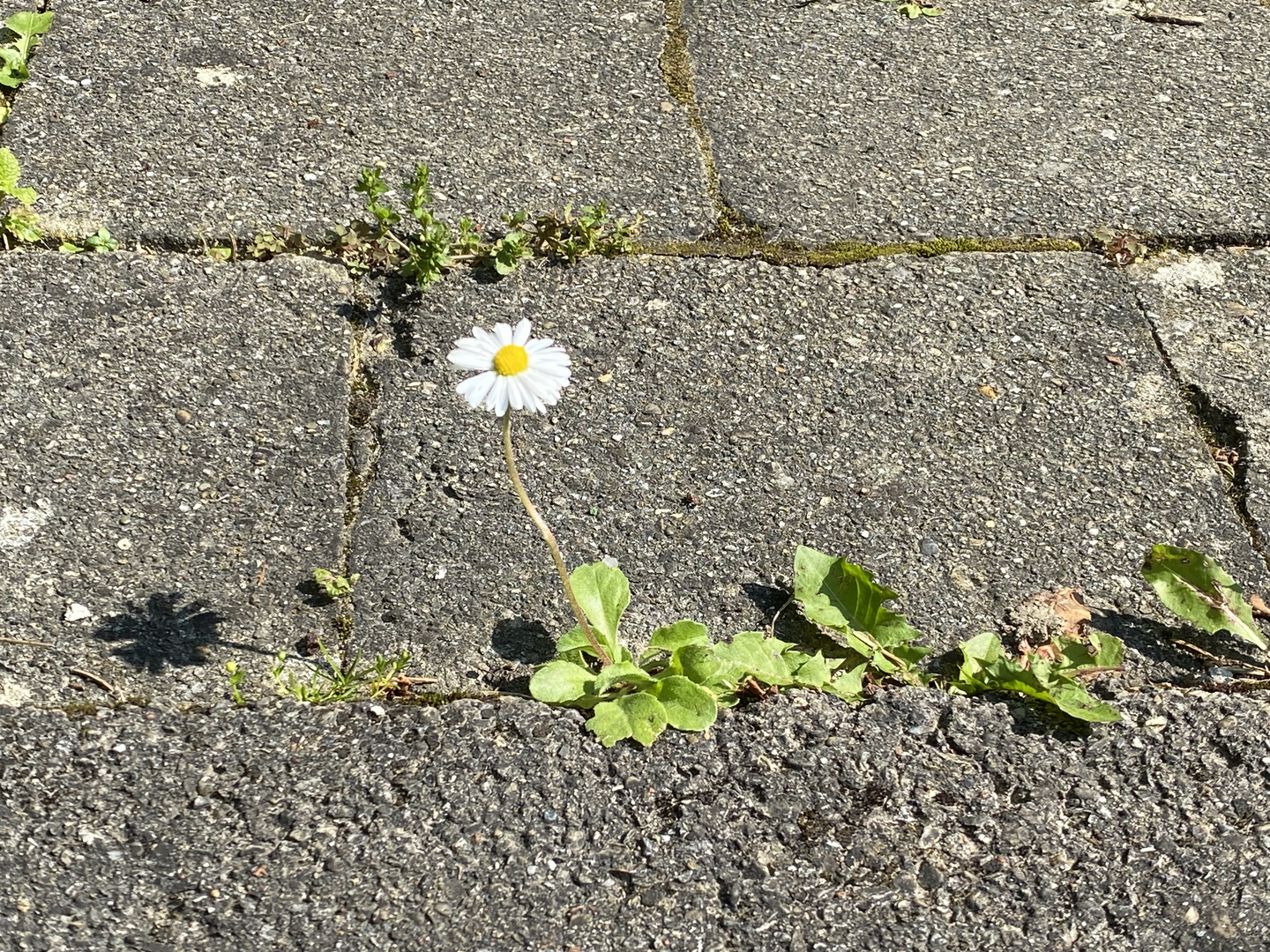 Mauerblümchen