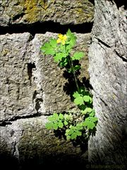 Mauerblümchen...