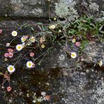 Mauerblümchen