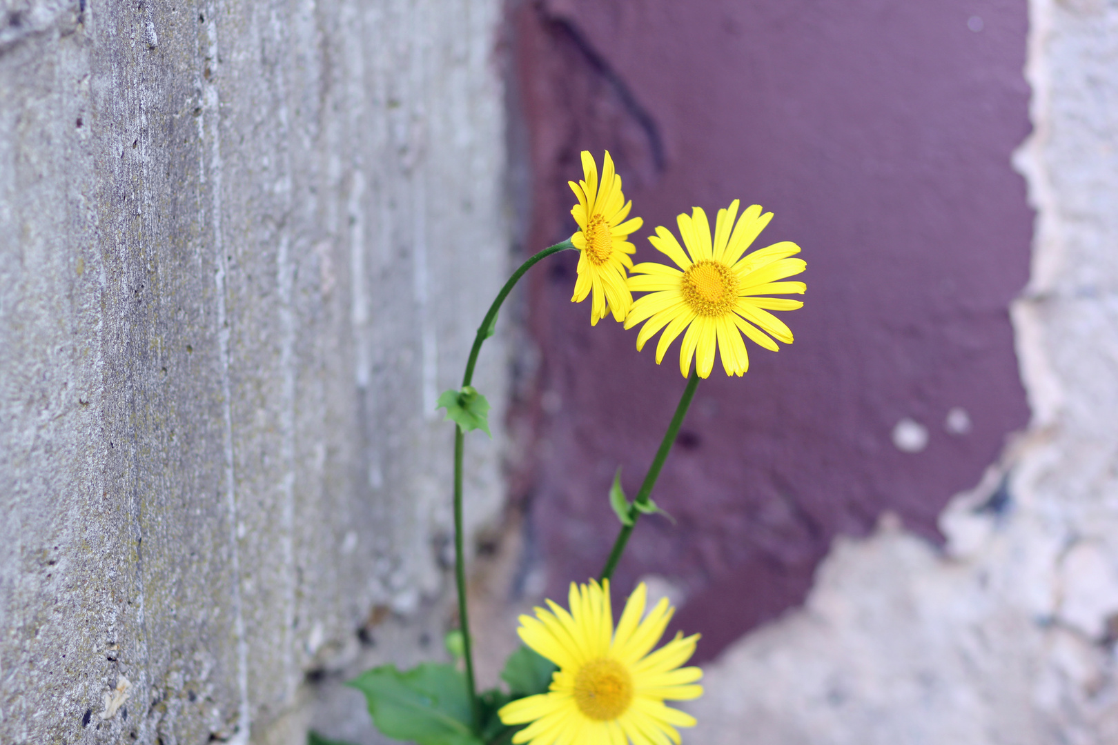 Mauerblümchen