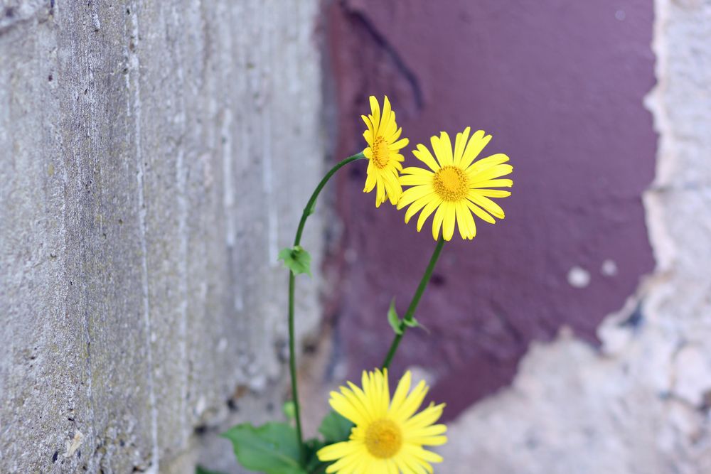 Mauerblümchen von Seebastian 