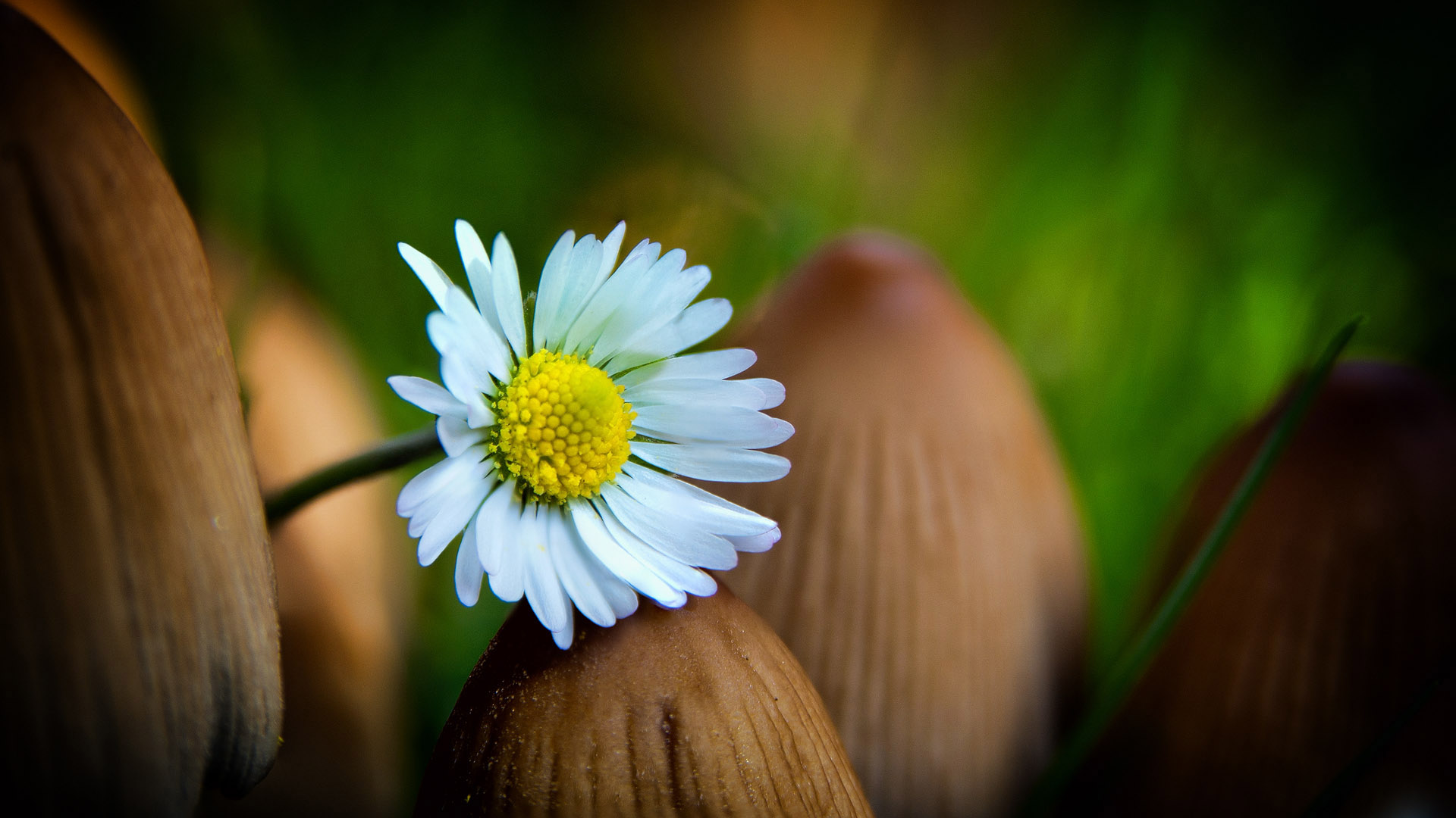 Mauerblümchen