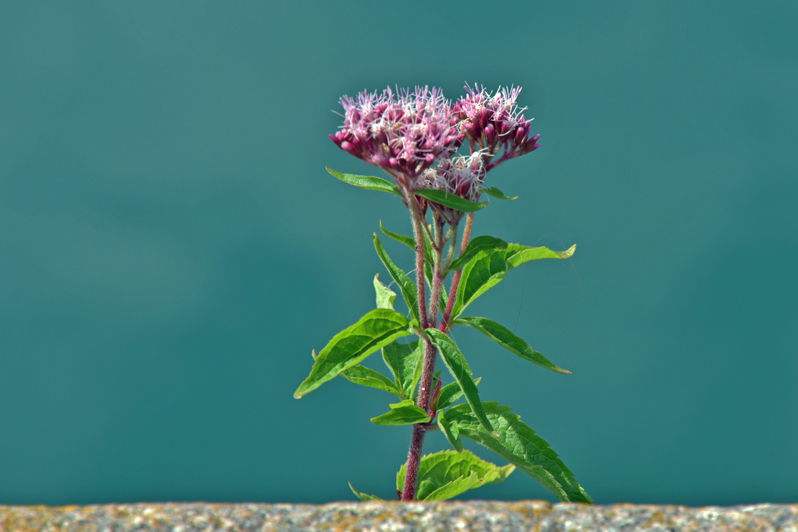 Mauerblümchen