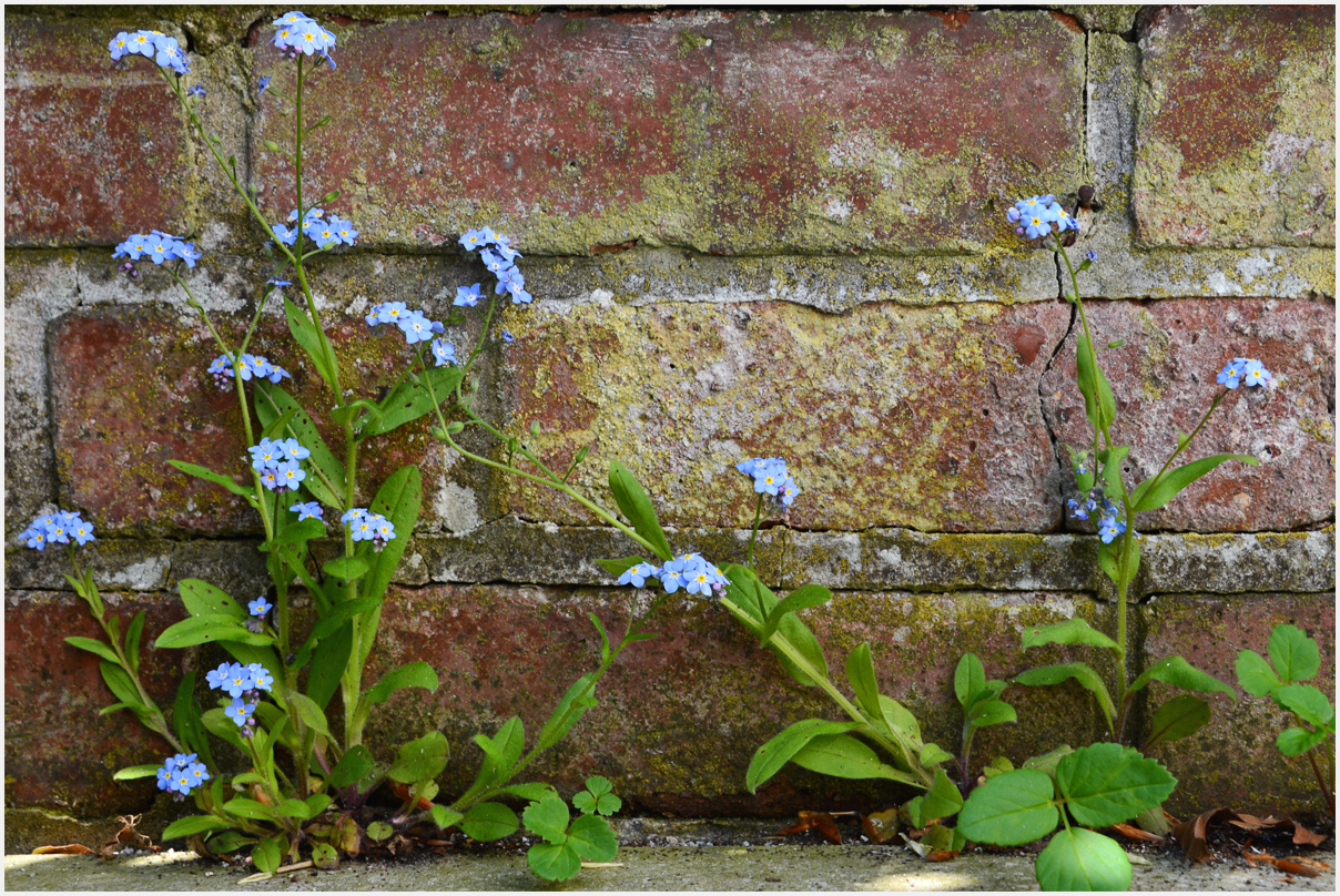 Mauerblümchen