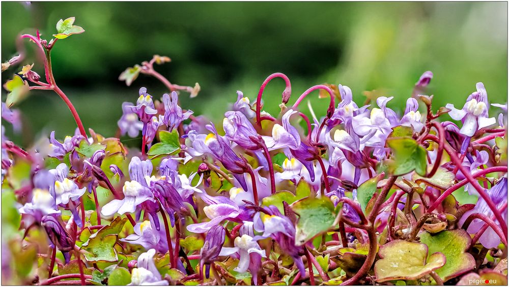 Mauerblümchen