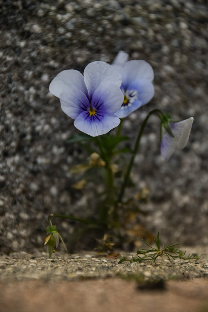 Mauerblümchen 