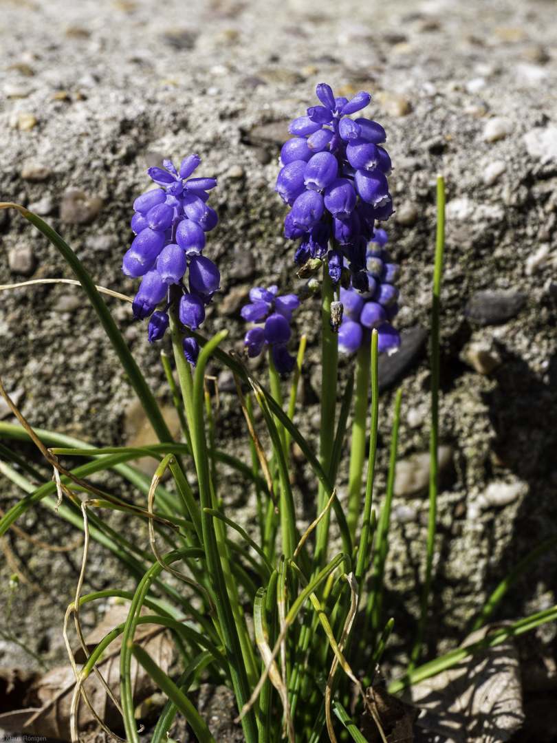 Mauerblümchen