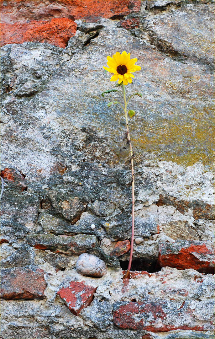 Mauerblümchen