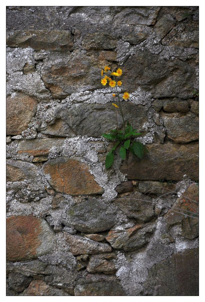 Mauerblümchen