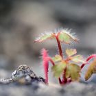 Mauerblümchen