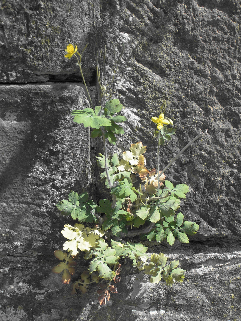 Mauerblümchen