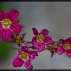 Mauerblümchen