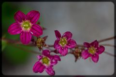 Mauerblümchen