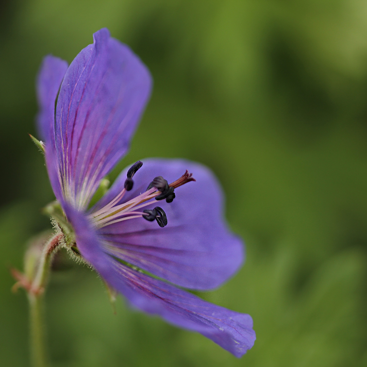 " Mauerblümchen"....