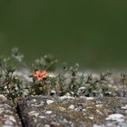 Mauerblümchen ?