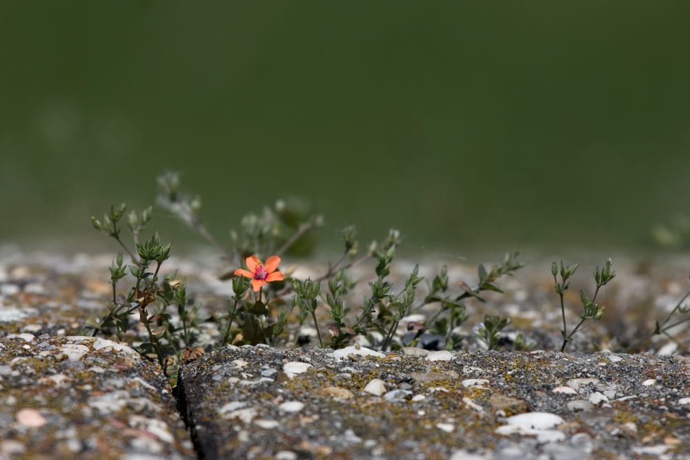 Mauerblümchen ?