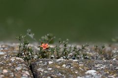 Mauerblümchen ?