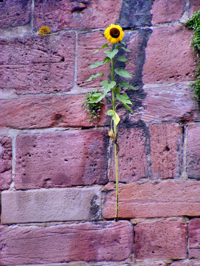 Mauerblümchen