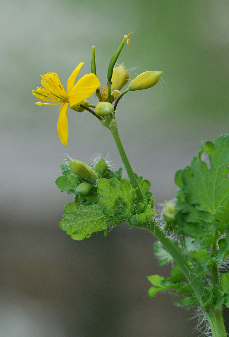 Mauerblümchen