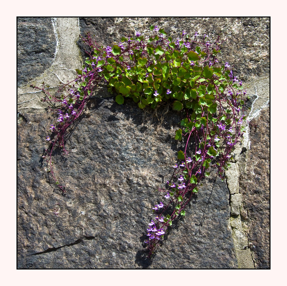 Mauerblümchen