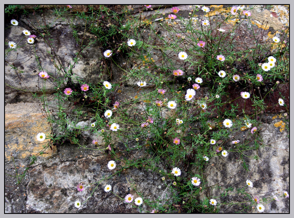 Mauerblümchen