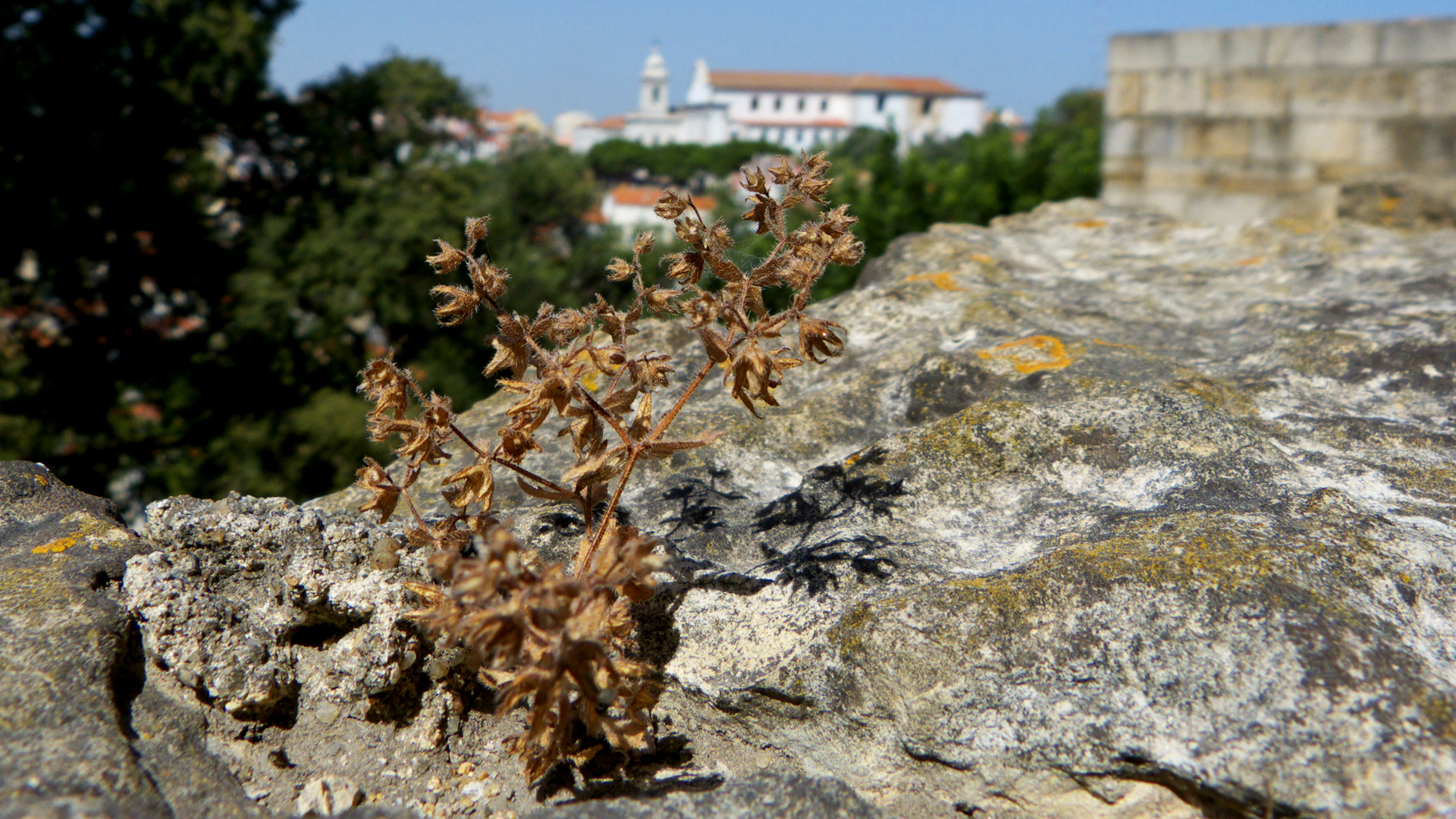 Mauerblümchen