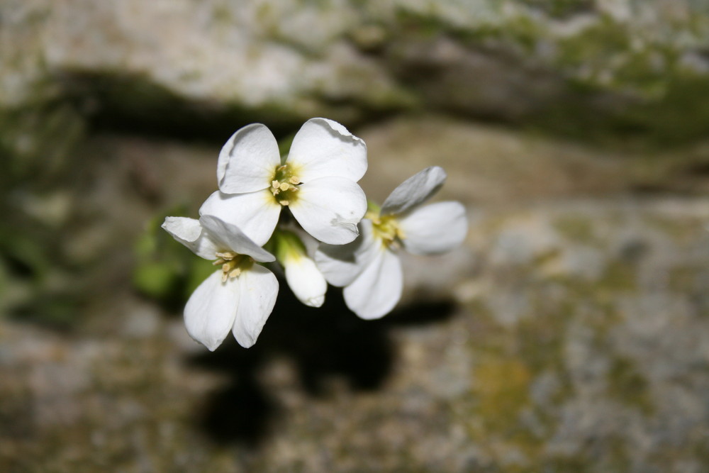 Mauerblümchen