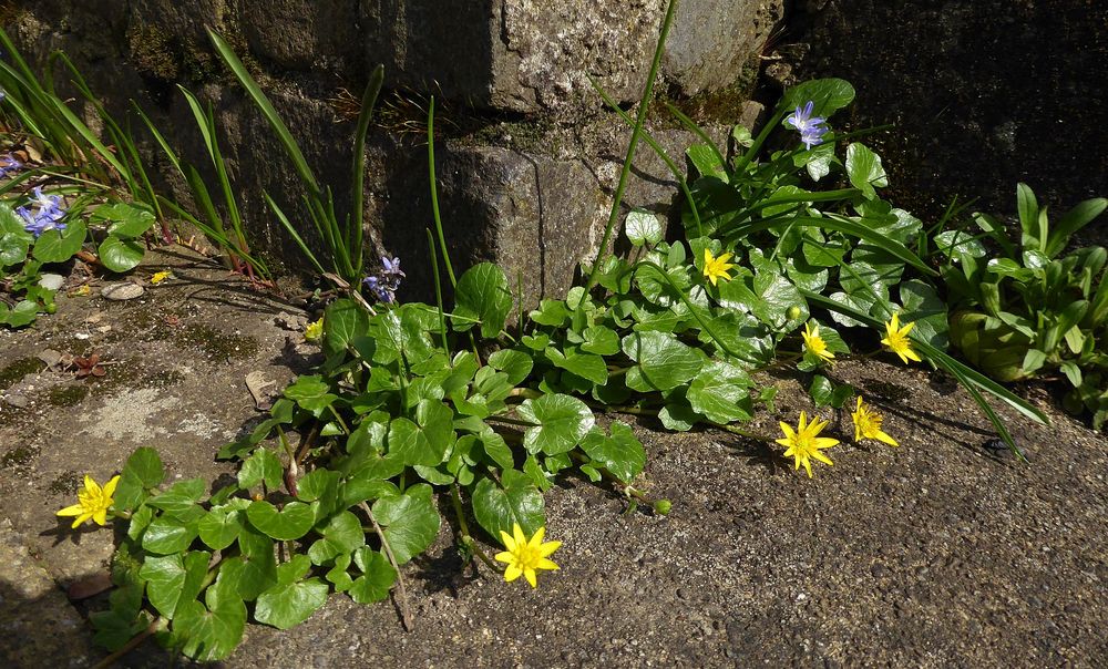 Mauerblümchen *