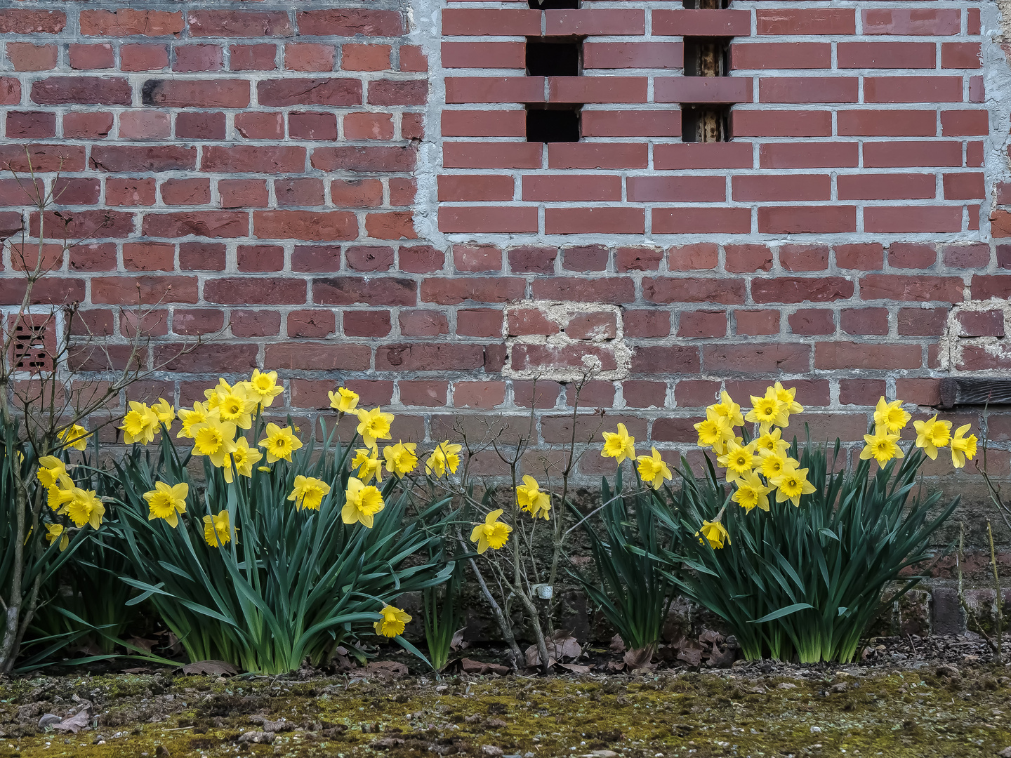 Mauerblümchen