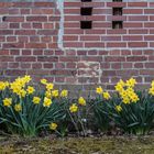 Mauerblümchen