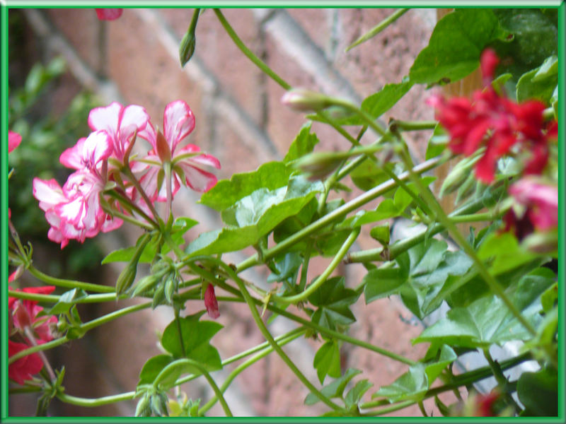 Mauerblümchen