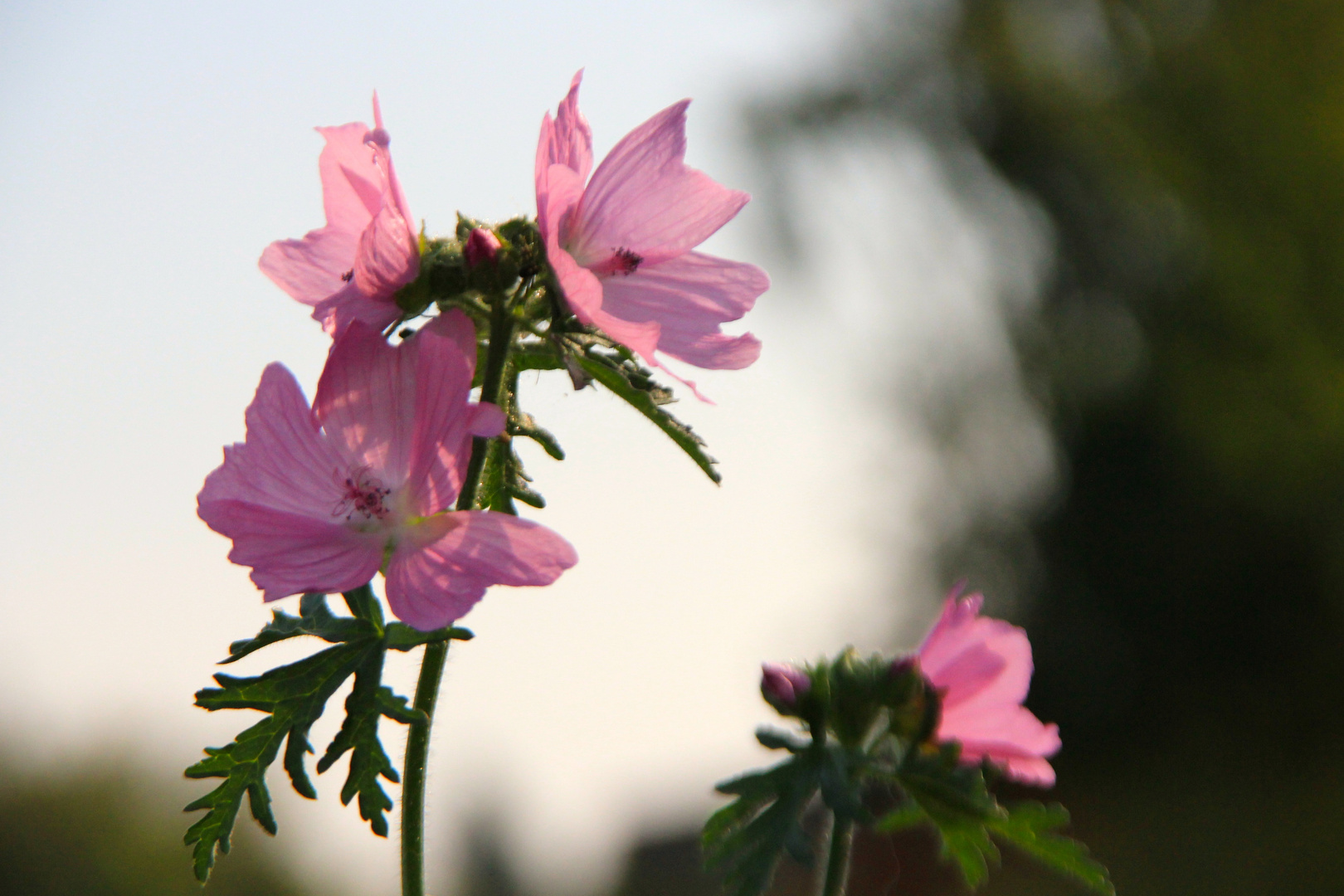 "Mauerblümchen"