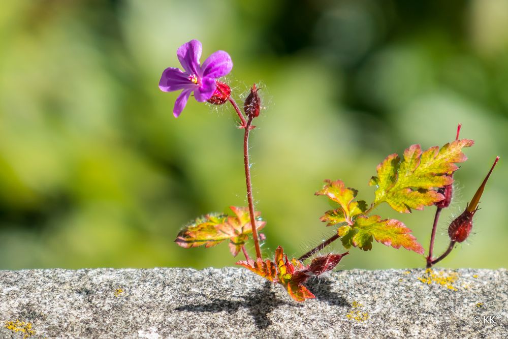 Mauerblümchen