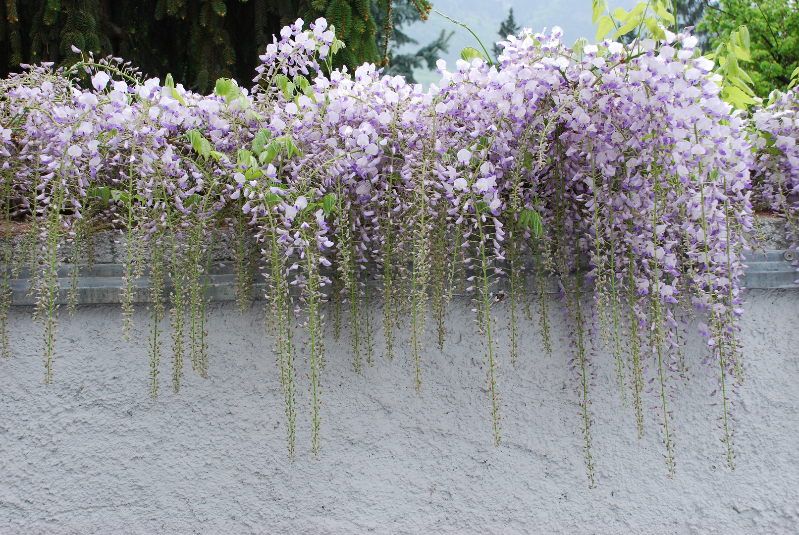 Mauerblümchen