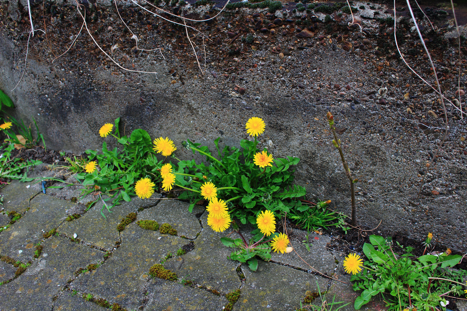 Mauerblümchen