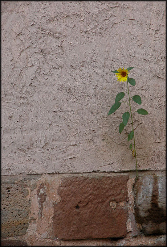 MauerBlümchen