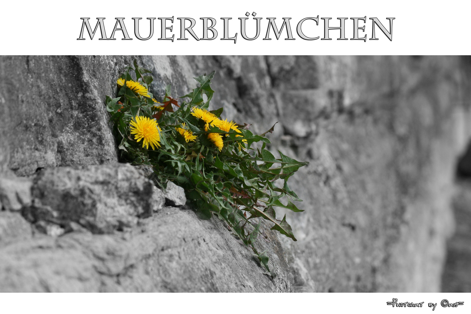 Mauerblümchen