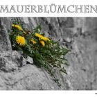 Mauerblümchen