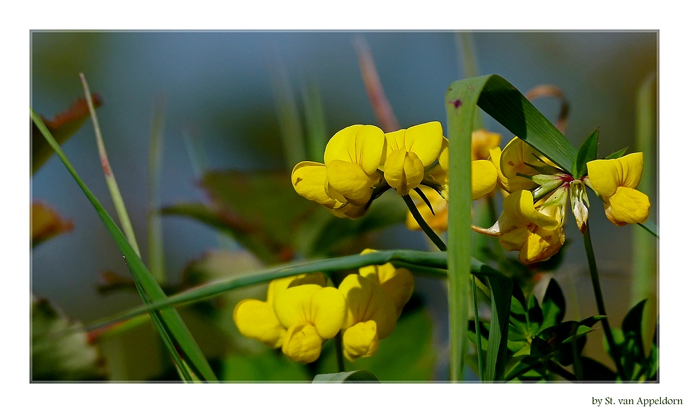 Mauerblümchen