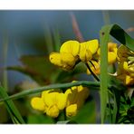 Mauerblümchen