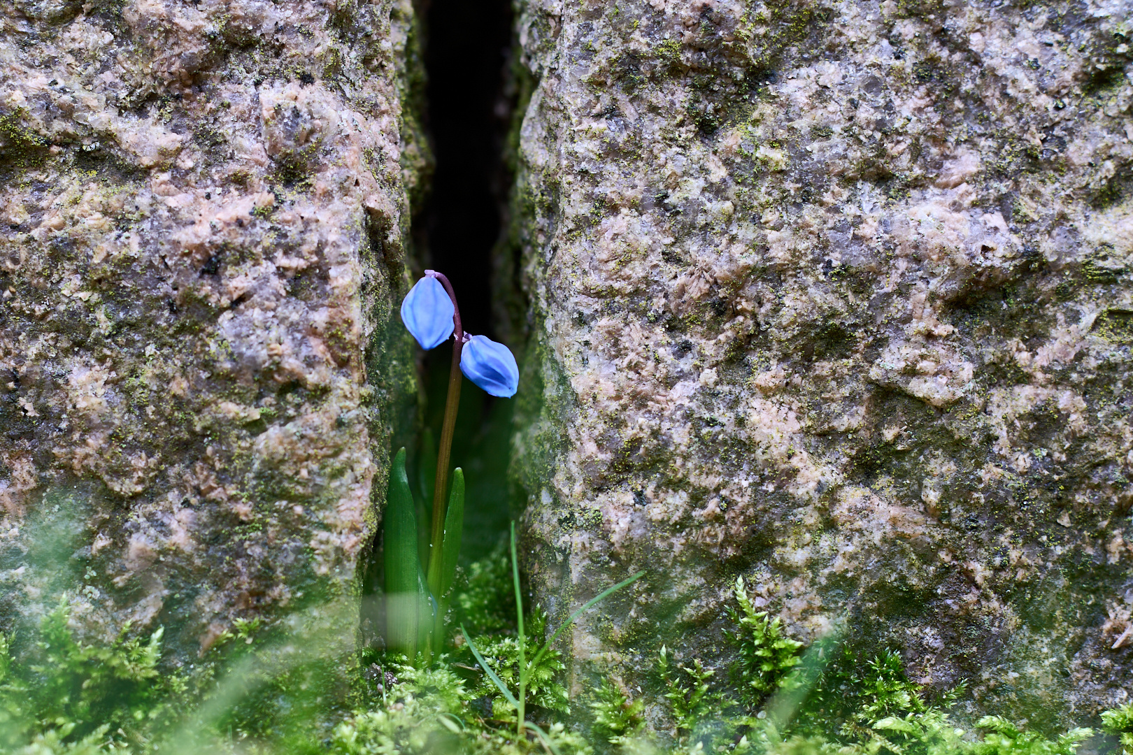 Mauerblümchen 