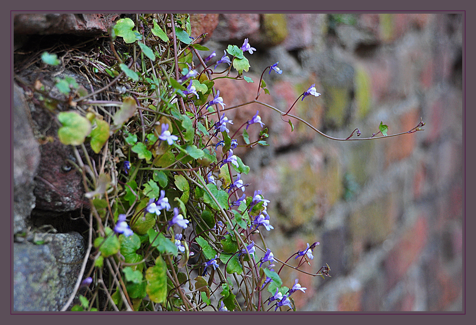 Mauerblümchen