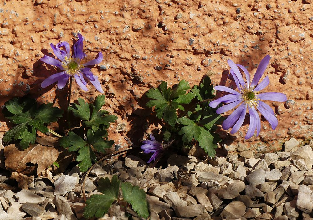 Mauerblümchen