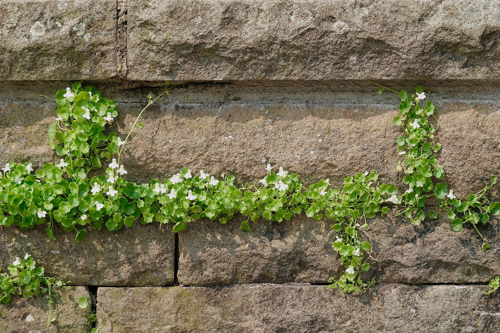 MAUERBLÜMCHEN