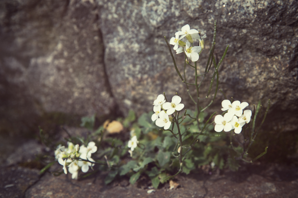 mauerblümchen